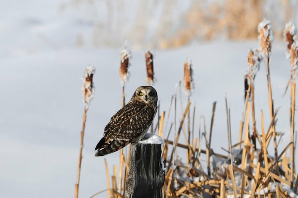 Hibou gris parmi les roseaux enneigés