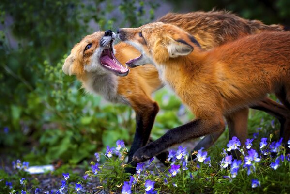 Две рыжих лисы кусаются