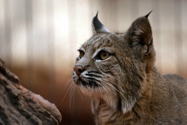 Wildkatze , Bewohnerin des Waldes