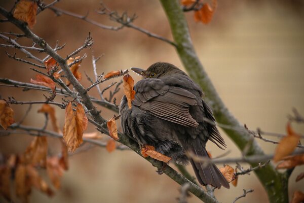 Auf dem Baum befand sich ein Vogel unter den vergilbten Blättern und ahnte die Kälte