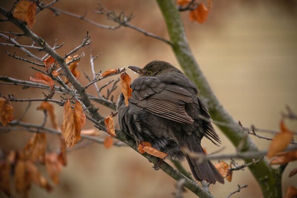 En el árbol, un pájaro entre las hojas amarillentas estaba, anticipando el frío