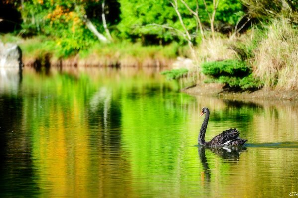 A black swan majestically floats on the mirrored surface of the lake