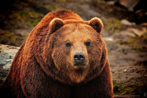Бурый медведь с серьезным взглядом