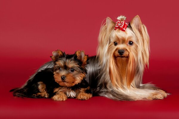 Yorkshire Terrier mit Bogen und kleiner Welpe