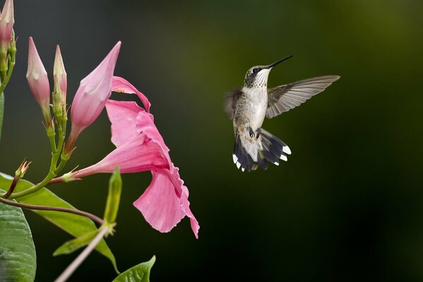 Pequeño colibrí flotando junto a la flor