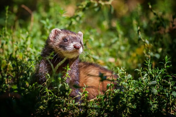 The cunning ferret hid in the grass