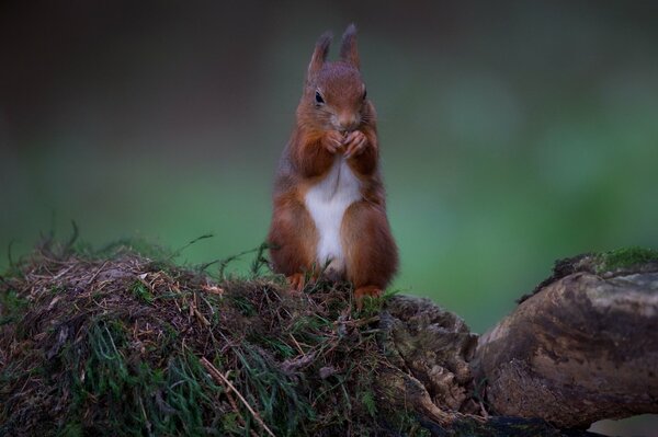 Red squirrel eats on rocks