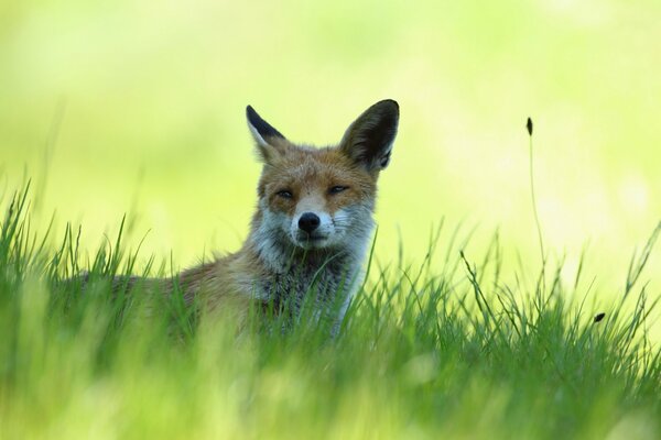 A red-haired girl is resting in the grass