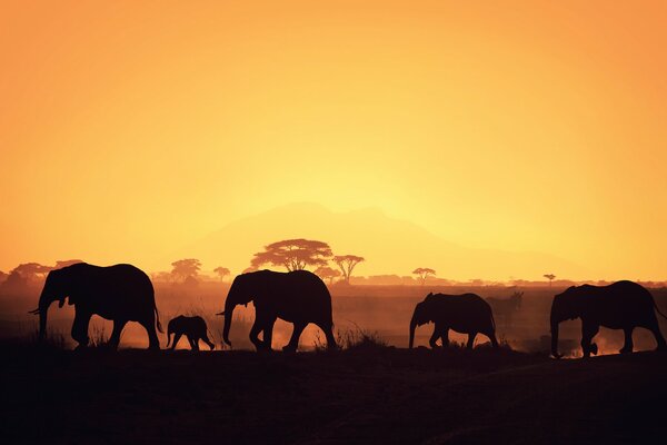 Silhouettes of elephants at sunset