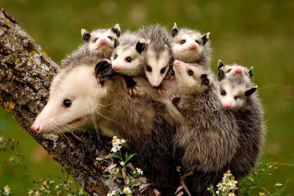 Opossum famiglia è andato a fare una passeggiata