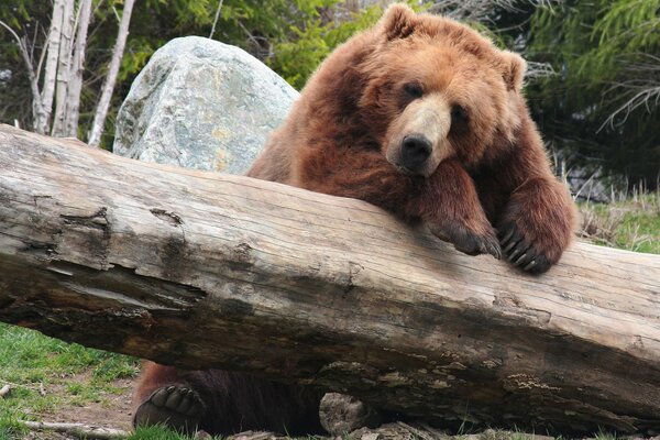 Brown bear cub resting by a tree