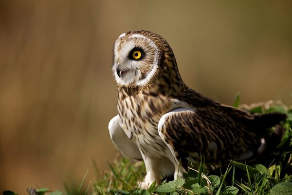 An owl on the grass opens its wings