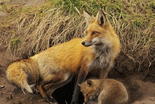 Renard avec un renard endormi près du Terrier