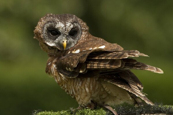 An owl sits on a stone with moss