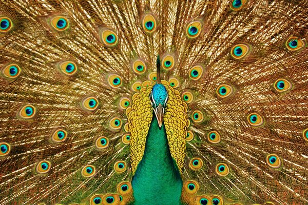 Peacock with a beautiful chic tail