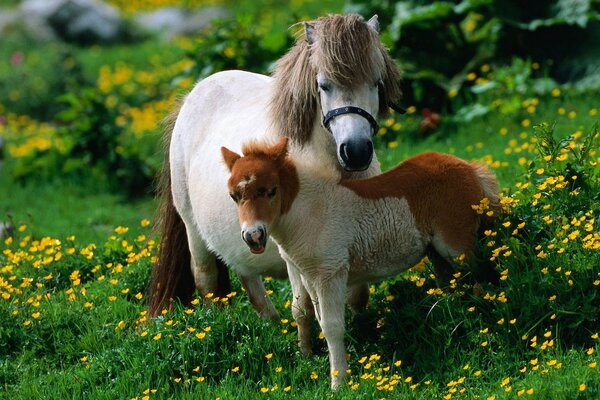 Pony with her foal in the meadow