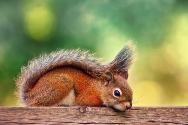 Squirrel in the park on an autumn day