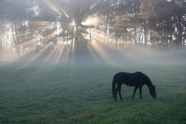 Nebbia mattutina e cavallo nel prato