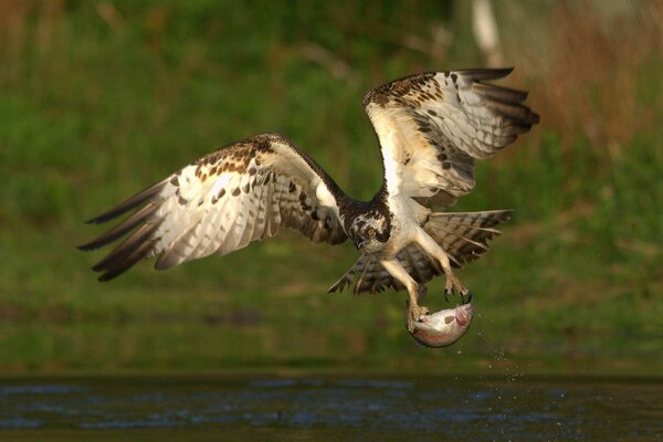 L oiseau a commis une capture de poisson à la volée