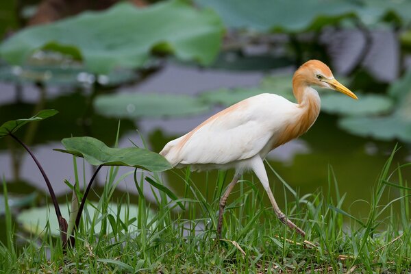 A bird walks near a pond with water lilies