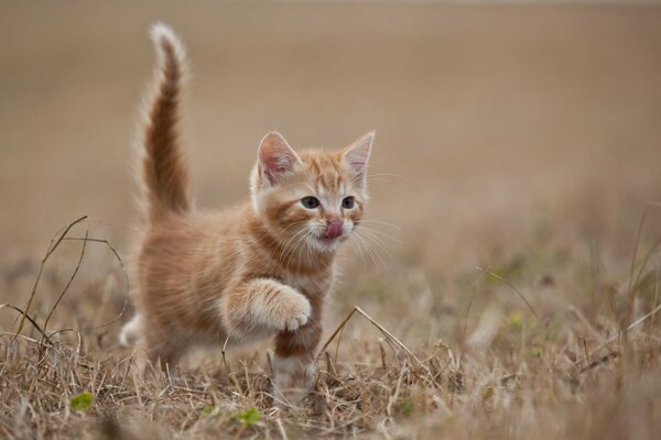 Cute animals: red kitten