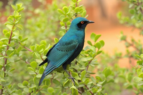 Pájaro azul sentado en una rama verde