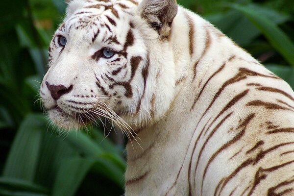 Weißer, blauäugiger Tiger ist schön