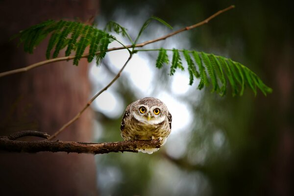 A small owl looks from a branch
