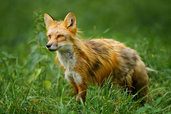 A red fox on the green grass