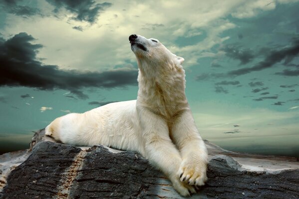 A polar bear on a rock against a background of clouds