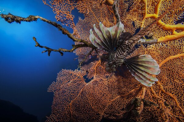 Lion fish on the background of corals in the sea