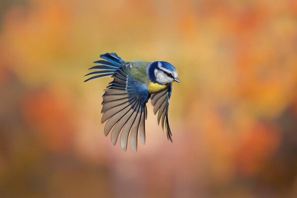 Vogelart Meise auf verschwommenem Hintergrund