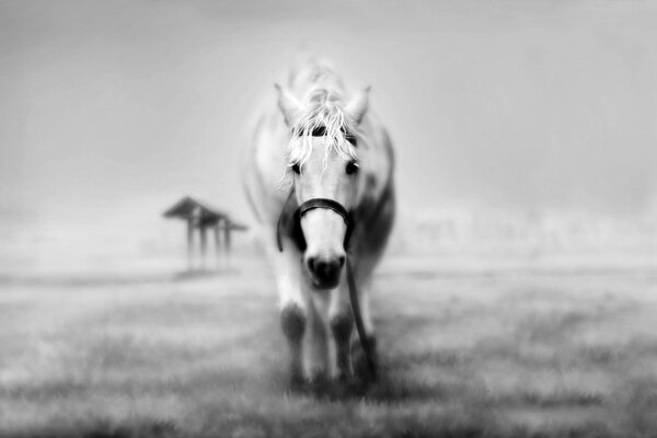 A gray horse in a field. Solid background