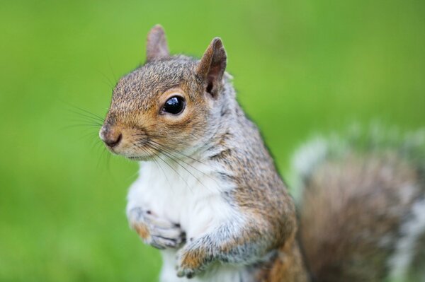 Beautiful squirrel face on a green background