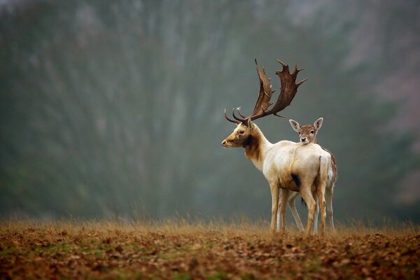 Nature automnale, cerf avec maman