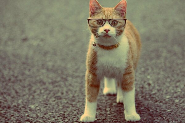 Inteligente pelirroja, gato con gafas, mascota doméstica