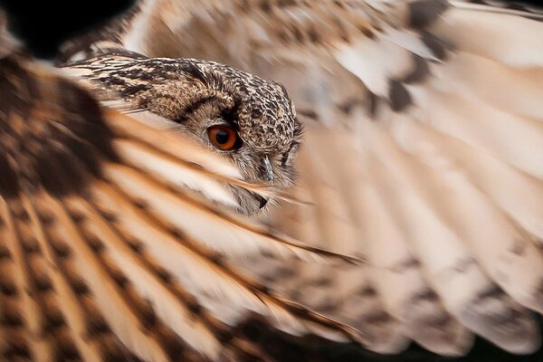 Ein scharfer Blick der Eule wird die Beute nicht verpassen