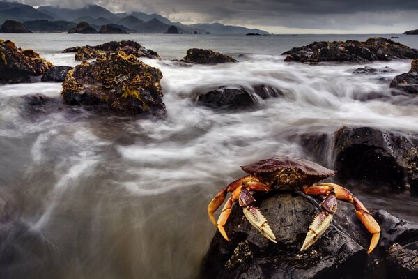 Crab on the background of the raging sea