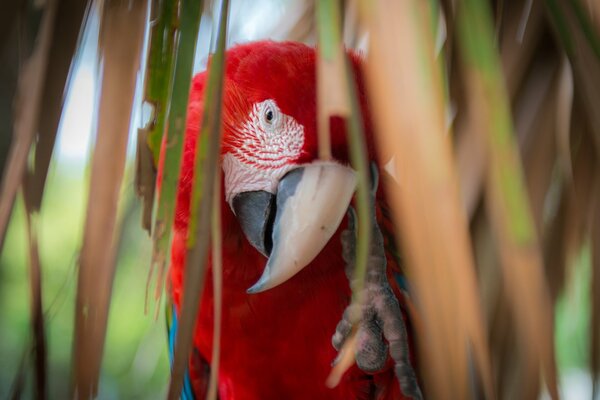Red macaw parrot on a palm tree