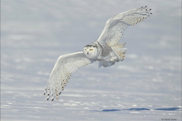 Búho polar volando sobre la nieve