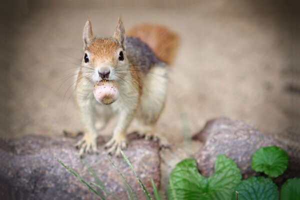 La ardilla regresa de la caza exitosa de nueces