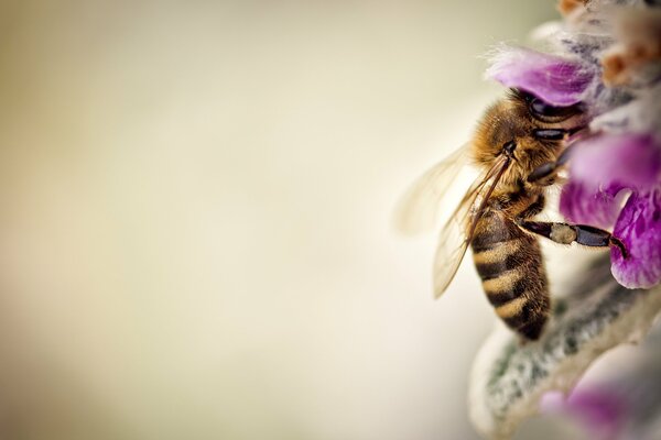 Abeja bebe néctar, foto macro de una abeja en una flor