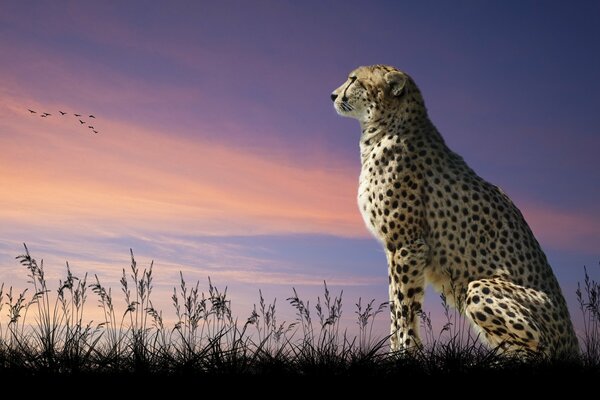 Gatto predatore che guarda il cielo in lontananza