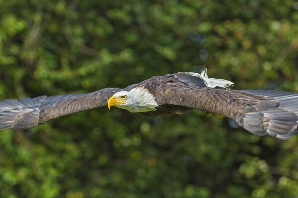 L aigle d hiver écarte ses ailes