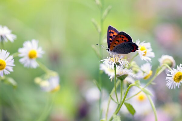 Ein Schmetterling, der auf einem Gänseblümchen sitzt