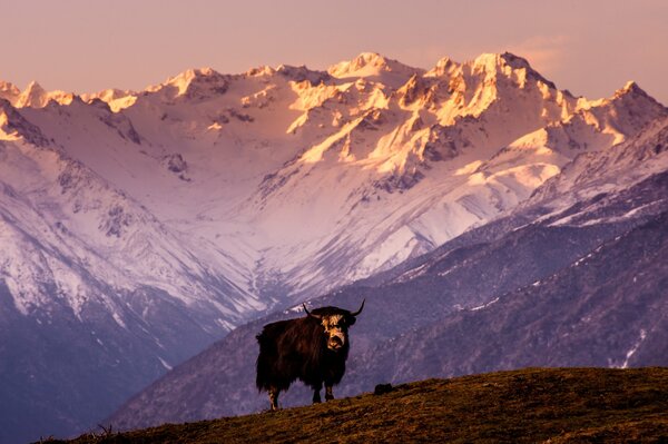 Yak sur fond de montagnes enneigées