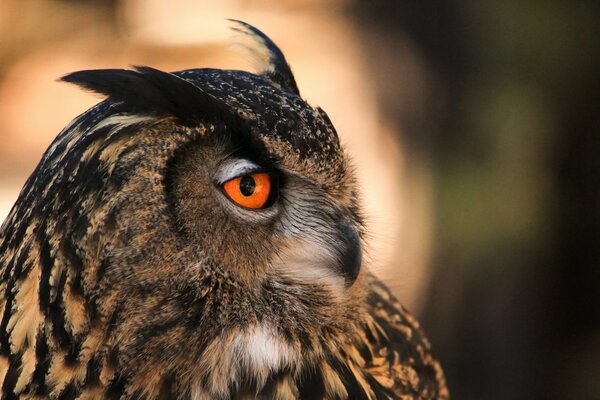 Gufo reale con occhi arancioni di profilo