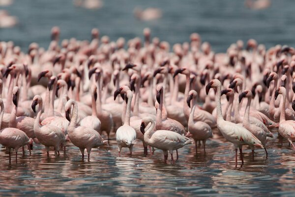 A flock of pink flamingos on the lake