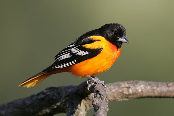 A bird with a red breast sits on a tree branch