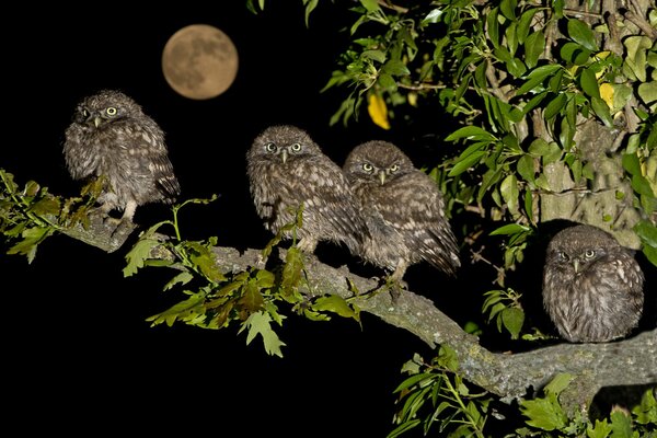 A family of brownies on a tree branch in the light of the moon